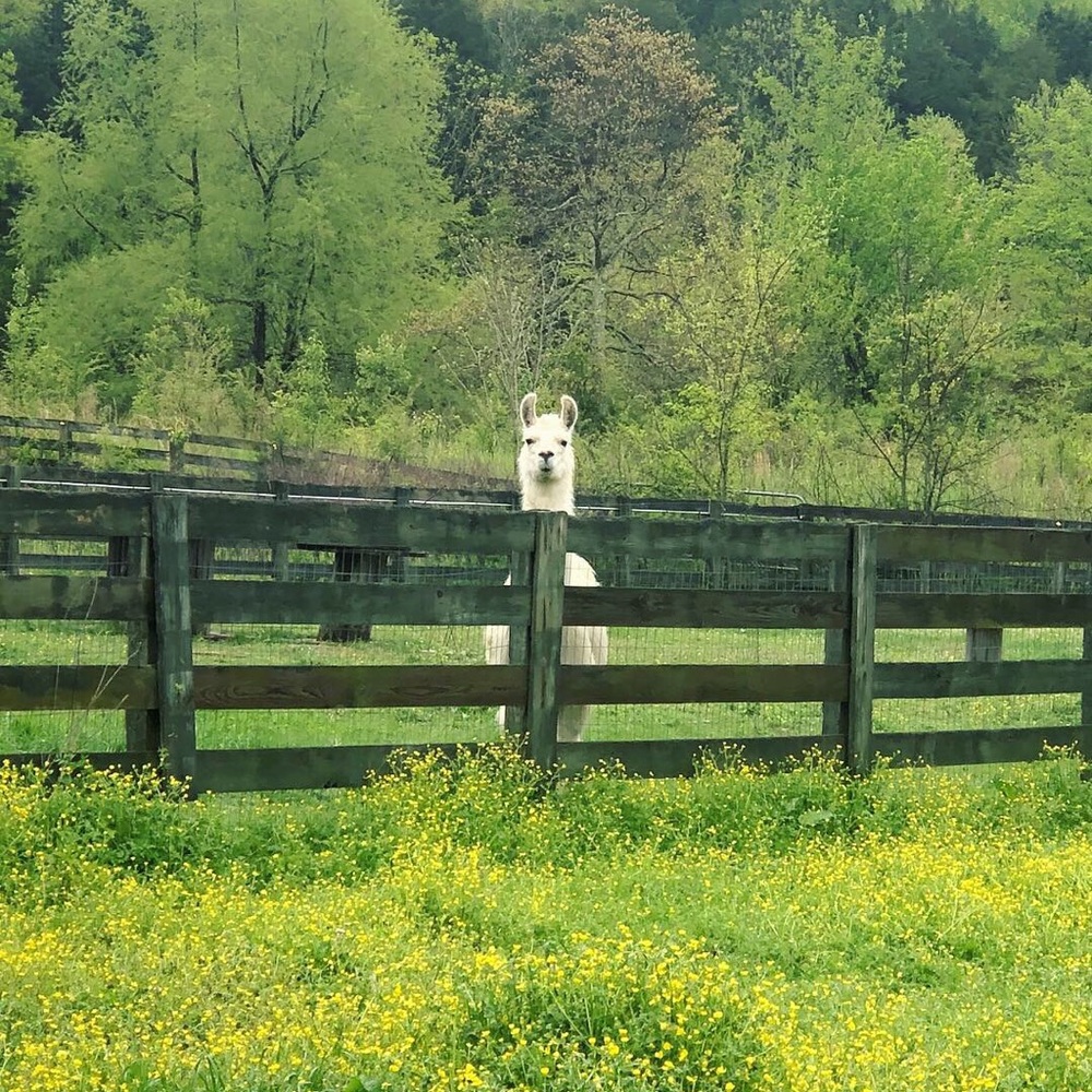 Meet your Posher, Angie